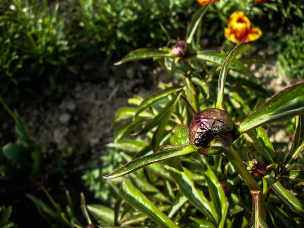 Peony Bushes Buds Flowers May Colorful Fragrant Loved Only People — Zdjęcie stockowe