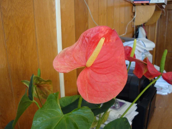 Cala Popular Name Eva Flower Part Araceae Family Has Green — Fotografia de Stock
