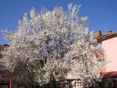 Beyaz ya da pembe kiraz çiçekleri, zarif ve narin, doğurganlığı, mutluluğu ve kutlamayı simgeliyor. Japonya 'da, onlar ulusal çiçeklerdir ve güzelliğin ve tevazunun vücut bulmuş halidir..