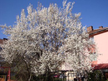 Beyaz ya da pembe kiraz çiçekleri, zarif ve narin, doğurganlığı, mutluluğu ve kutlamayı simgeliyor. Japonya 'da, onlar ulusal çiçeklerdir ve güzelliğin ve tevazunun vücut bulmuş halidir..