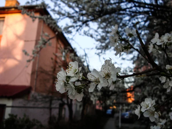 白色或粉色的樱花 典雅而精致 象征着丰饶 幸福和庆祝 在日本 它们是国花 体现着美丽和端庄 — 图库照片