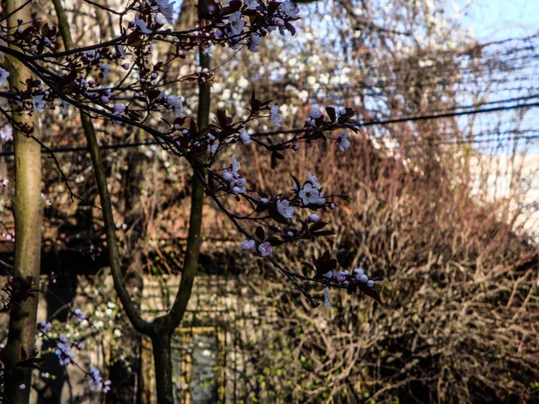 Bílé Nebo Růžové Třešňové Květy Elegantní Jemné Symbolizují Plodnost Štěstí — Stock fotografie