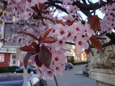 Beyaz ya da pembe kiraz çiçekleri, zarif ve narin, doğurganlığı, mutluluğu ve kutlamayı simgeliyor. Japonya 'da, onlar ulusal çiçeklerdir ve güzelliğin ve tevazunun vücut bulmuş halidir..