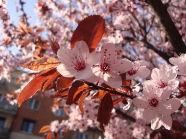 Beyaz ya da pembe kiraz çiçekleri, zarif ve narin, doğurganlığı, mutluluğu ve kutlamayı simgeliyor. Japonya 'da, onlar ulusal çiçeklerdir ve güzelliğin ve tevazunun vücut bulmuş halidir..