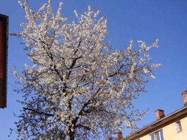 Beyaz ya da pembe kiraz çiçekleri, zarif ve narin, doğurganlığı, mutluluğu ve kutlamayı simgeliyor. Japonya 'da, onlar ulusal çiçeklerdir ve güzelliğin ve tevazunun vücut bulmuş halidir..