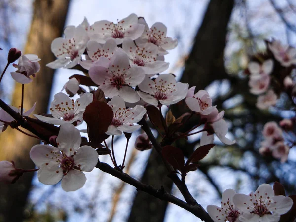 White Pink Cherry Blossoms Elegant Delicate Symbolize Fertility Happiness Celebration — Stock Photo, Image