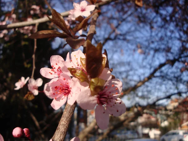 Weiße Oder Rosa Kirschblüten Elegant Und Zart Symbolisieren Fruchtbarkeit Glück — Stockfoto