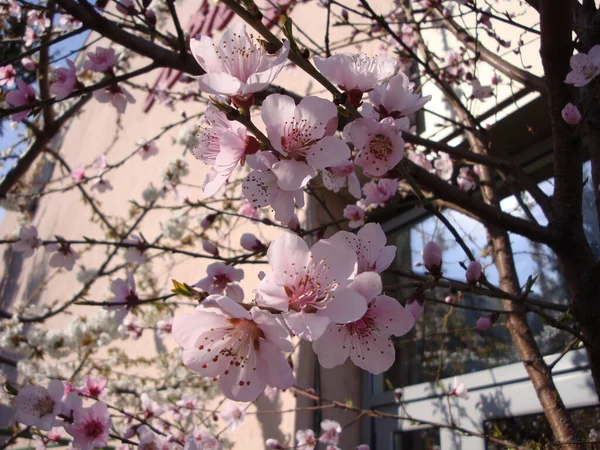 White Pink Cherry Blossoms Elegant Delicate Symbolize Fertility Happiness Celebration — Stock Photo, Image