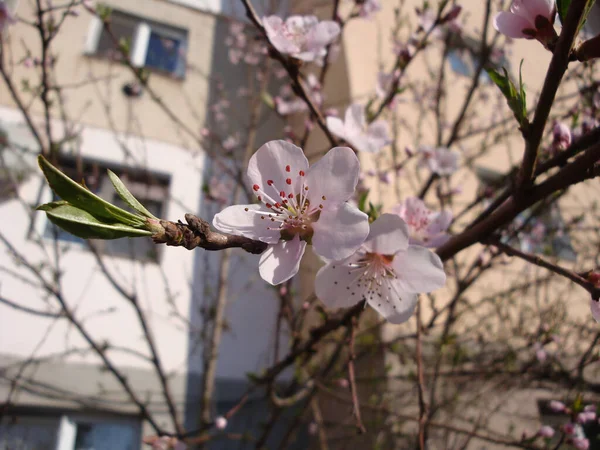 Vita Eller Rosa Körsbär Blommor Elegant Och Delikat Symboliserar Fertilitet — Stockfoto