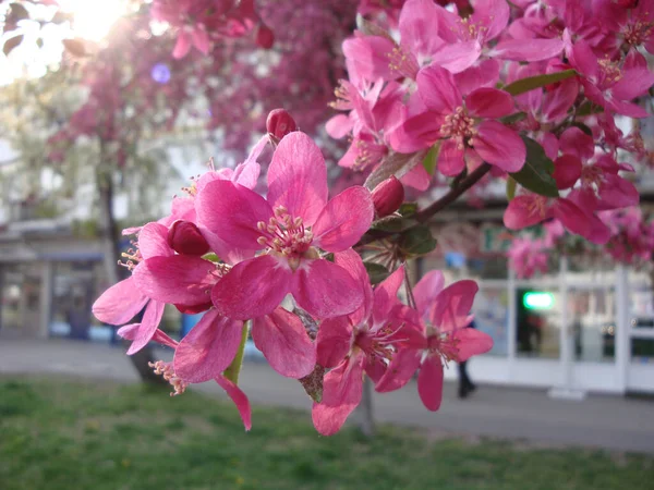 Vita Eller Rosa Körsbär Blommor Elegant Och Delikat Symboliserar Fertilitet — Stockfoto