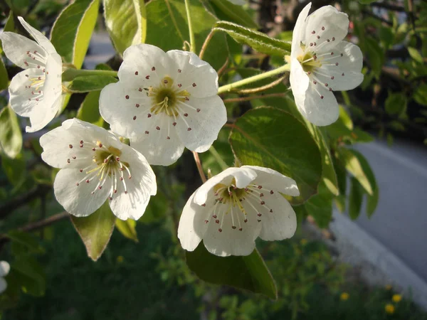Beyaz Pembe Kiraz Çiçekleri Zarif Narin Doğurganlığı Mutluluğu Kutlamayı Simgeliyor — Stok fotoğraf