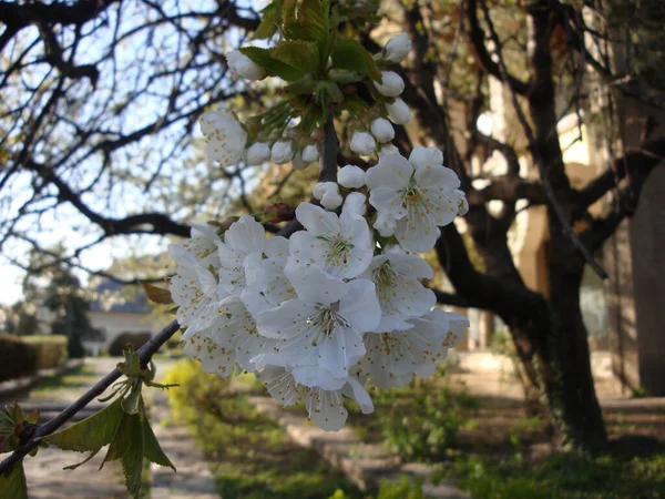 Белые Розовые Цветки Вишни Элегантные Нежные Символизируют Плодородие Счастье Праздник Лицензионные Стоковые Фото
