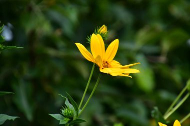 Creopsis verticillata ya da kızın gözü, çiçeklerle süslenmiş, palmiye yapraklı, üç loblu, altın sarısı ya da pembe çiçekli bir bitkidir..