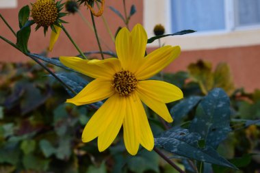 Creopsis verticillata ya da kızın gözü, çiçeklerle süslenmiş, palmiye yapraklı, üç loblu, altın sarısı ya da pembe çiçekli bir bitkidir..