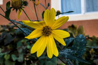 Creopsis verticillata ya da kızın gözü, çiçeklerle süslenmiş, palmiye yapraklı, üç loblu, altın sarısı ya da pembe çiçekli bir bitkidir..