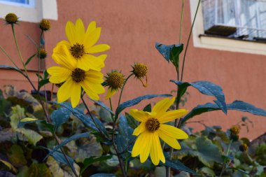 Creopsis verticillata ya da kızın gözü, çiçeklerle süslenmiş, palmiye yapraklı, üç loblu, altın sarısı ya da pembe çiçekli bir bitkidir..