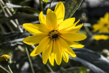 Creopsis verticillata ya da kızın gözü, çiçeklerle süslenmiş, palmiye yapraklı, üç loblu, altın sarısı ya da pembe çiçekli bir bitkidir..