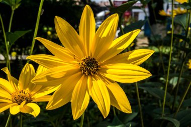 Creopsis verticillata ya da kızın gözü, çiçeklerle süslenmiş, palmiye yapraklı, üç loblu, altın sarısı ya da pembe çiçekli bir bitkidir..