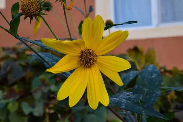 花が付いた装飾植物で 葉は掌状で3裂し黄金やピンク色の花を咲かせます — ストック写真