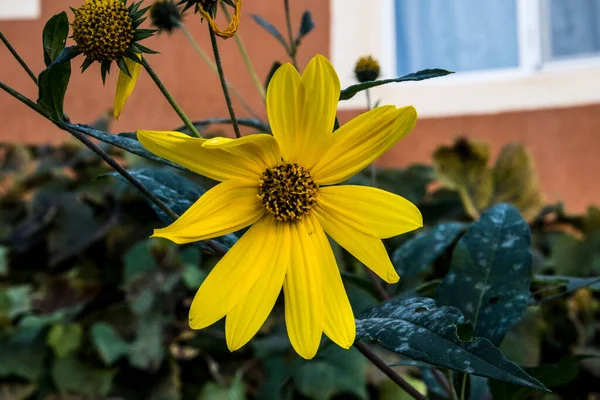 Creopsis Verticillata Oder Das Auge Des Mädchens Ist Eine Dekorative — Stockfoto