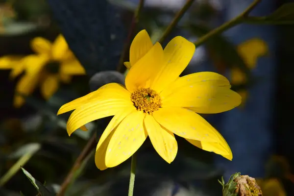 크레오 베르티실라타 Creopsis Verticillata 소녀의 식물이며 잎에는 황금색이나 분홍색 — 스톡 사진