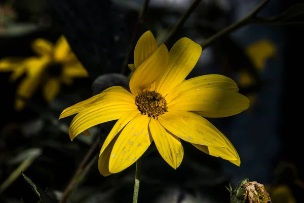 Creopsis Verticillata Oder Das Auge Des Mädchens Ist Eine Dekorative — Stockfoto