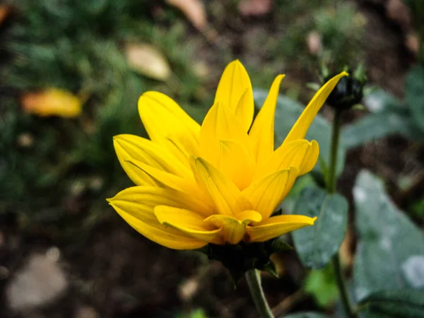 크레오 베르티실라타 Creopsis Verticillata 소녀의 식물이며 잎에는 황금색이나 분홍색 — 스톡 사진