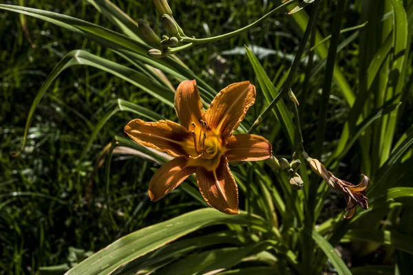 Liljan Växt Med Örtartade Blommor Och Beroende Färg Och Kultur — Stockfoto