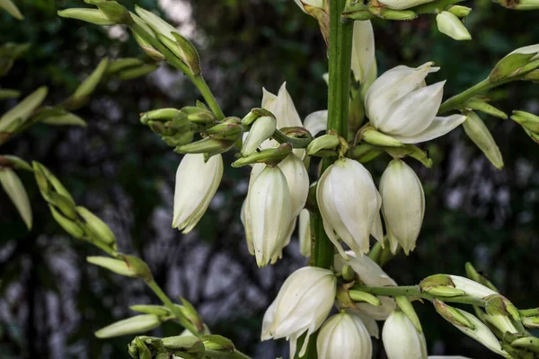 百合花是一种草本植物 根据颜色和文化 百合花象征着希望 — 图库照片