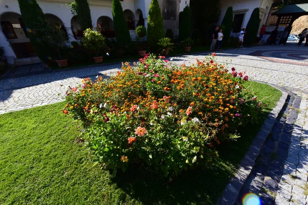 Chryzantémy Také Nazývané Keře Knedlíky Podzimní Sedmikrásky Symbol Optimismu Radosti — Stock fotografie