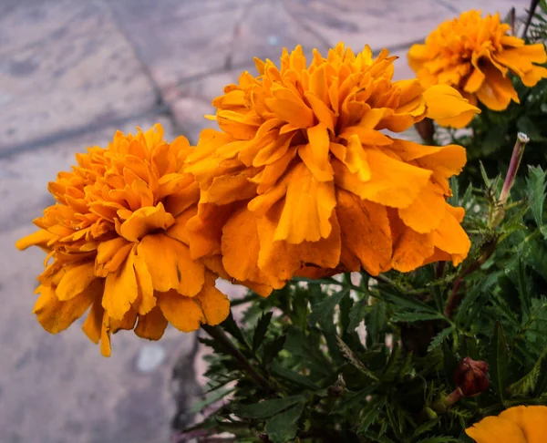 Chrysanthemen Auch Büsche Knödel Herbstmargeriten Genannt Ein Symbol Des Optimismus — Stockfoto