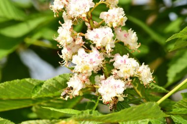 Yabani kestanenin çiçekleri beyazdır, sarımsı benekleri vardır, olgunluğa doğru kırmızımsı olurlar, dalların tepesine yerleştirilirler, büyük infloresanslar halinde gruplanırlar ve Nisan-Mayıs aylarında ortaya çıkarlar.