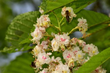 Yabani kestanenin çiçekleri beyazdır, sarımsı benekleri vardır, olgunluğa doğru kırmızımsı olurlar, dalların tepesine yerleştirilirler, büyük infloresanslar halinde gruplanırlar ve Nisan-Mayıs aylarında ortaya çıkarlar.