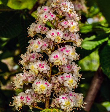 Yabani kestanenin çiçekleri beyazdır, sarımsı benekleri vardır, olgunluğa doğru kırmızımsı olurlar, dalların tepesine yerleştirilirler, büyük infloresanslar halinde gruplanırlar ve Nisan-Mayıs aylarında ortaya çıkarlar.