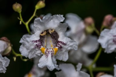 Yabani kestanenin çiçekleri beyazdır, sarımsı benekleri vardır, olgunluğa doğru kırmızımsı olurlar, dalların tepesine yerleştirilirler, büyük infloresanslar halinde gruplanırlar ve Nisan-Mayıs aylarında ortaya çıkarlar.