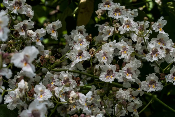 Bloemen Van Wilde Kastanje Zijn Wit Met Geelachtige Vlekken Naar — Stockfoto