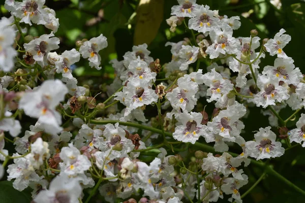 Bloemen Van Wilde Kastanje Zijn Wit Met Geelachtige Vlekken Naar — Stockfoto