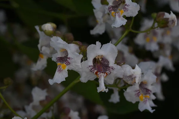 Les Fleurs Châtaignier Sauvage Sont Blanches Avec Des Taches Jaunâtres — Photo