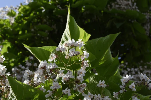 Flowers Wild Chestnut White Yellowish Spots Maturity Become Reddish Placed — Stock Photo, Image