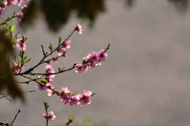 Şeftali çiçeğine ayrıca aşk yıldızı da denir. Narin taç yapraklarıyla pembedir. Aşkı, şefkati, şefkati simgeler..
