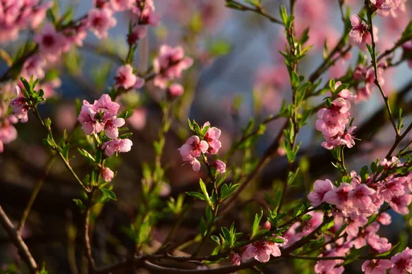 Peach Blossom Also Called Star Love Pink Delicate Petals Signifies — Stock Photo, Image