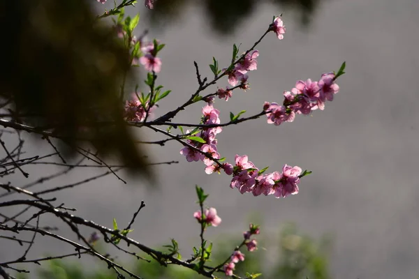 Peach Blossom Also Called Star Love Pink Delicate Petals Signifies — Stock Photo, Image