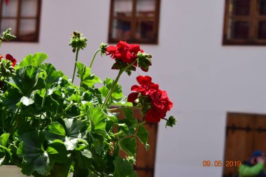 Pelargoniumlar, genellikle sardunya olarak bilinen ve yaklaşık 200 türü kapsayan çiçek açan bitkilerdir. Bu türler bahardan sonbahara kadar çiçek açarlar.