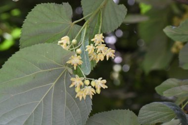 Kireç çiçekleri beyaz-sarı, hoş kokulu, uzun dil şeklinde frenleri var, yeşilimsi sarı. Her çiçek 5 sepal, 5 taç yaprak, sayısız mantar ve bir küresel yumurtalıktan oluşur..