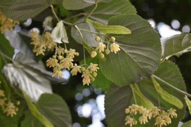 Kireç çiçekleri beyaz-sarı, hoş kokulu, uzun dil şeklinde frenleri var, yeşilimsi sarı. Her çiçek 5 sepal, 5 taç yaprak, sayısız mantar ve bir küresel yumurtalıktan oluşur..