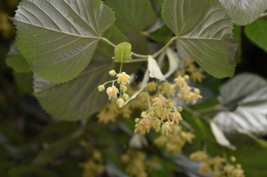 Kireç çiçekleri beyaz-sarı, hoş kokulu, uzun dil şeklinde frenleri var, yeşilimsi sarı. Her çiçek 5 sepal, 5 taç yaprak, sayısız mantar ve bir küresel yumurtalıktan oluşur..