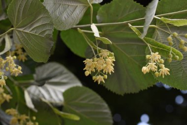 Kireç çiçekleri beyaz-sarı, hoş kokulu, uzun dil şeklinde frenleri var, yeşilimsi sarı. Her çiçek 5 sepal, 5 taç yaprak, sayısız mantar ve bir küresel yumurtalıktan oluşur..