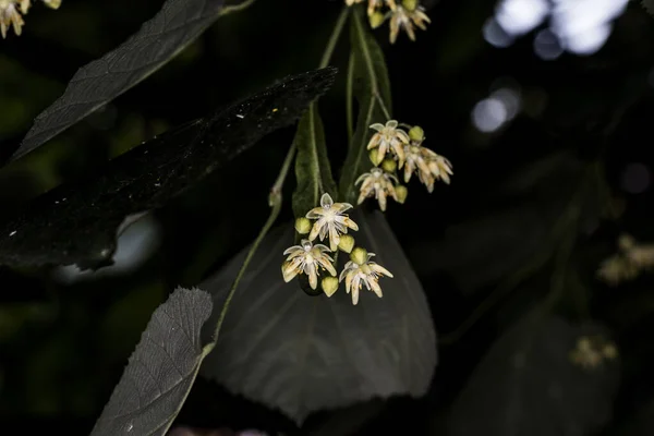 林登花是白色的黄色 芬芳宜人 有长舌状的苞片 绿色黄色 每朵花由五瓣 许多雄蕊和一个球形子房组成 — 图库照片