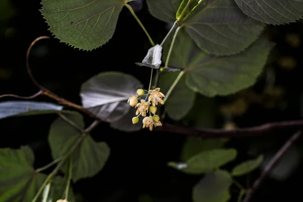 林登花是白色的黄色 芬芳宜人 有长舌状的苞片 绿色黄色 每朵花由五瓣 许多雄蕊和一个球形子房组成 — 图库照片