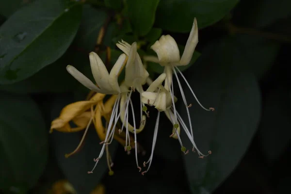 リンデンの花は白黄色で 心地よい香りがあり 長い舌状のブロック 緑がかった黄色をしています 各花は5枚の萼片 5枚の花弁 多数の雄蕊と球形の卵巣で構成されます — ストック写真